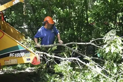 tree services Little Ferry